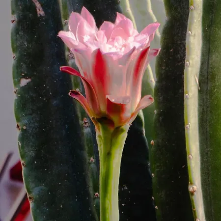 Apartment Sunny Apartmens Niki Anatolikos Sinikismos