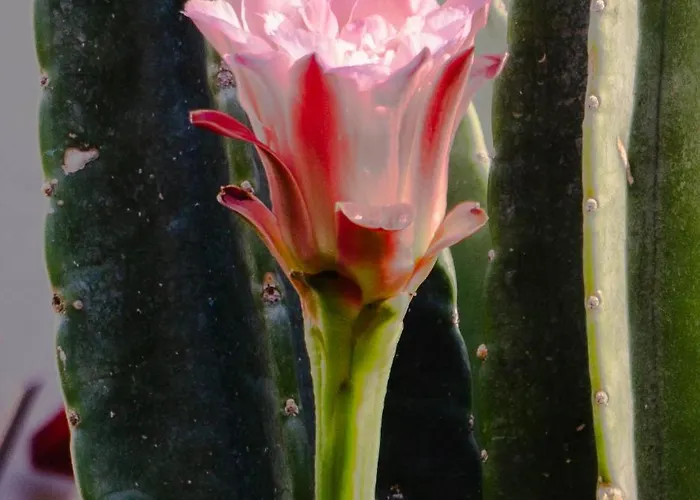 Apartmán Sunny Apartmens Niki Anatolikos Sinikismos